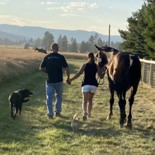 A man and woman walking a bay horse and two dogs through a grassy field toward a mountain sunset.
