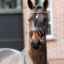 Frontal portrait of a bay horse with a small white star on its forehead, wearing a formal dressage bridle.