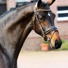 Close up profile of a bay horse wearing a dressage bridle with a beaded browband and braided mane.