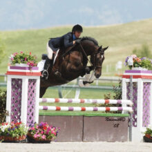 Equestrian rider and horse jumping over a violet and white lattice fence with floral decorations during a show jumping round.